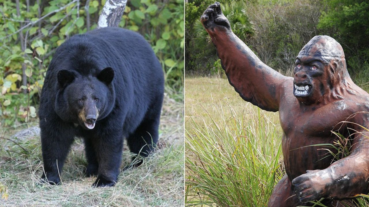 Skunk Ape and Florida black bear