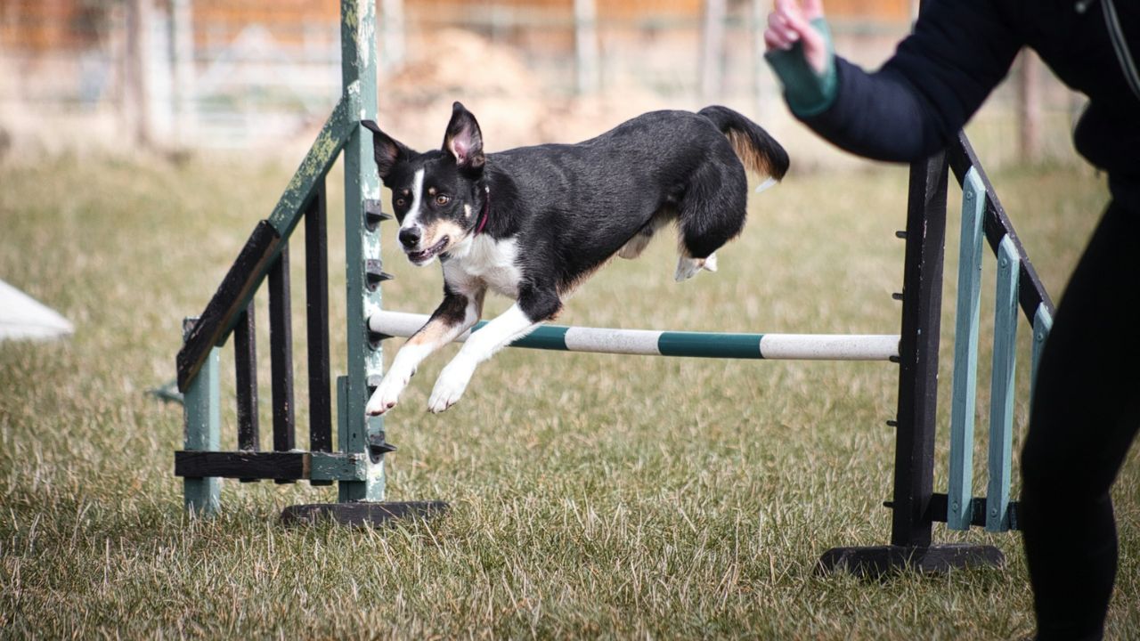 Using punishment-based training