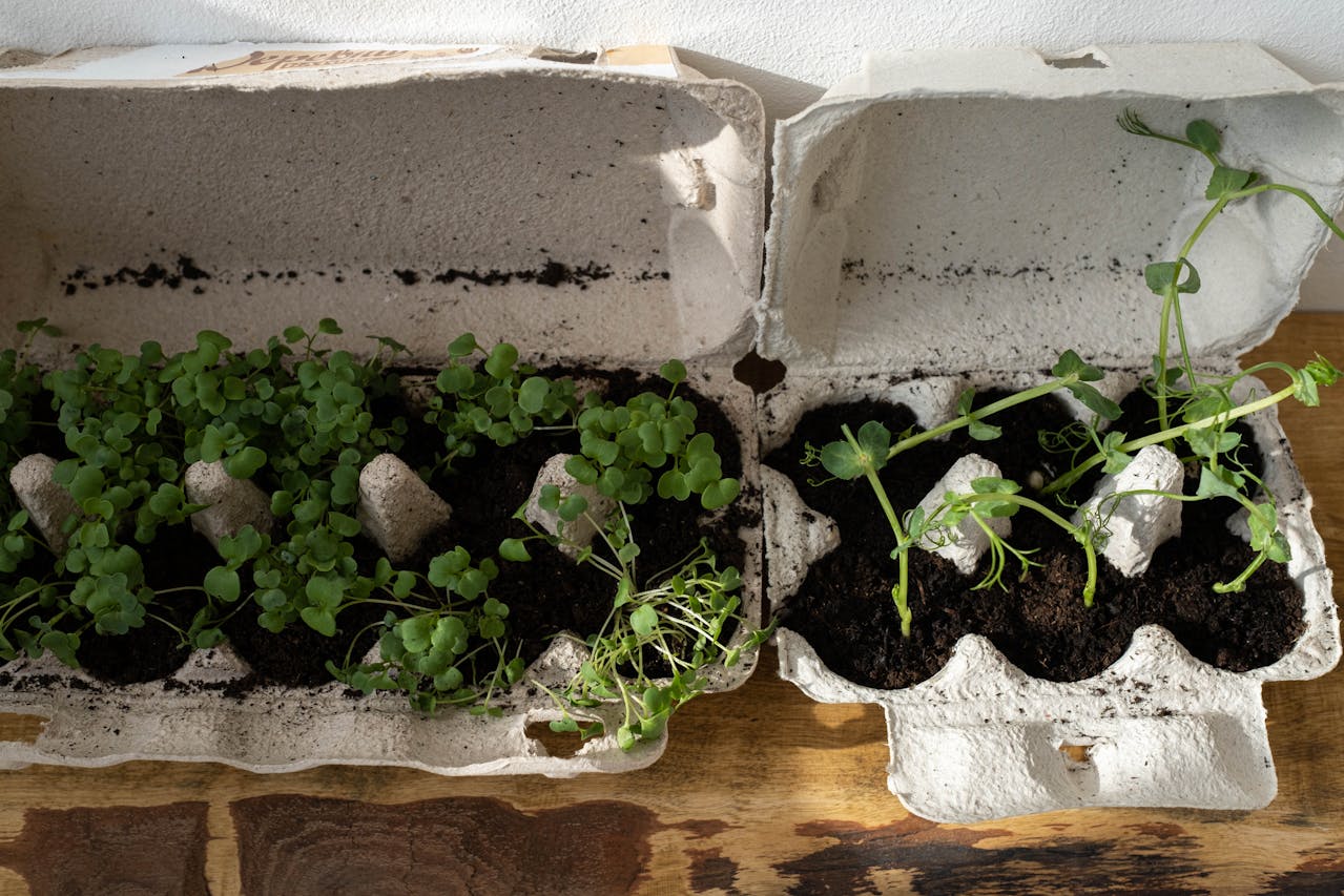 Paper egg cartons for seedlings