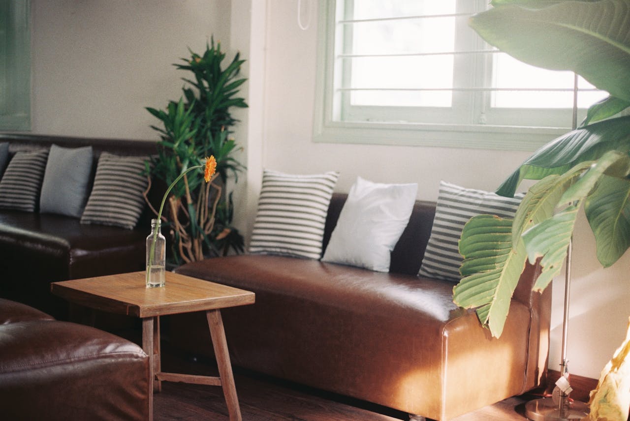 Bring Life to the Room with Plants