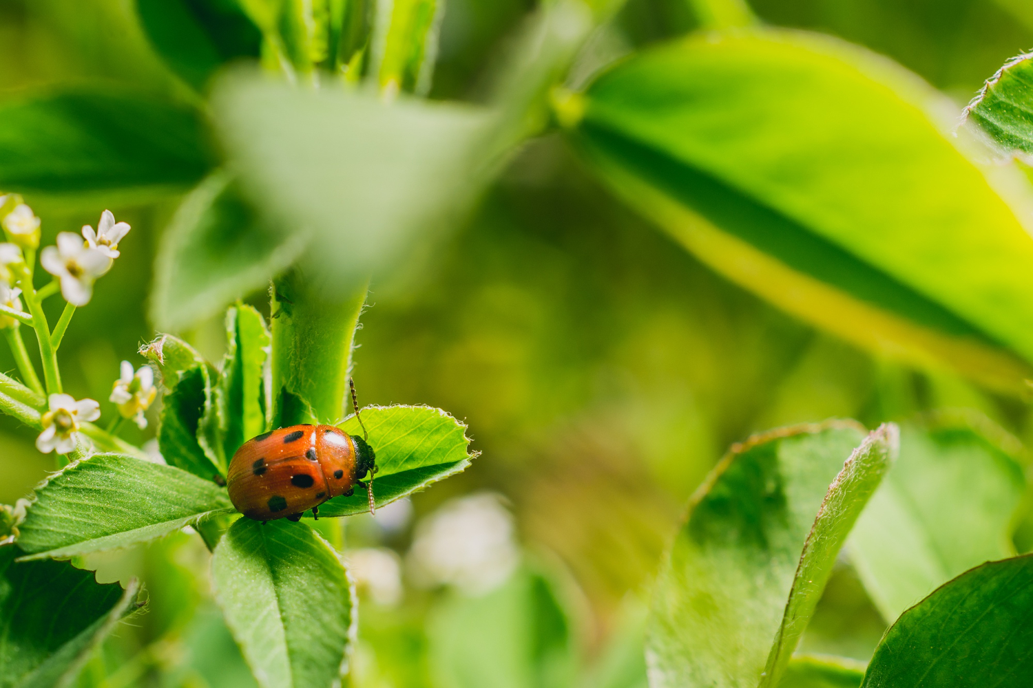 Skip Chemicals And Welcome Beneficials