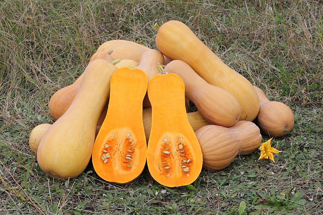 North Georgia Candy Roaster Squash