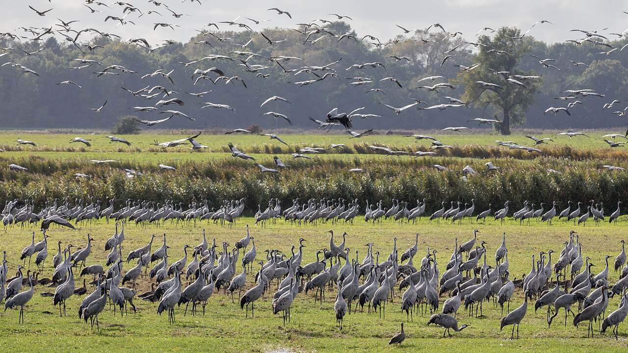 A Massive Bird Migration Happens at Night, Here’s How to Witness It