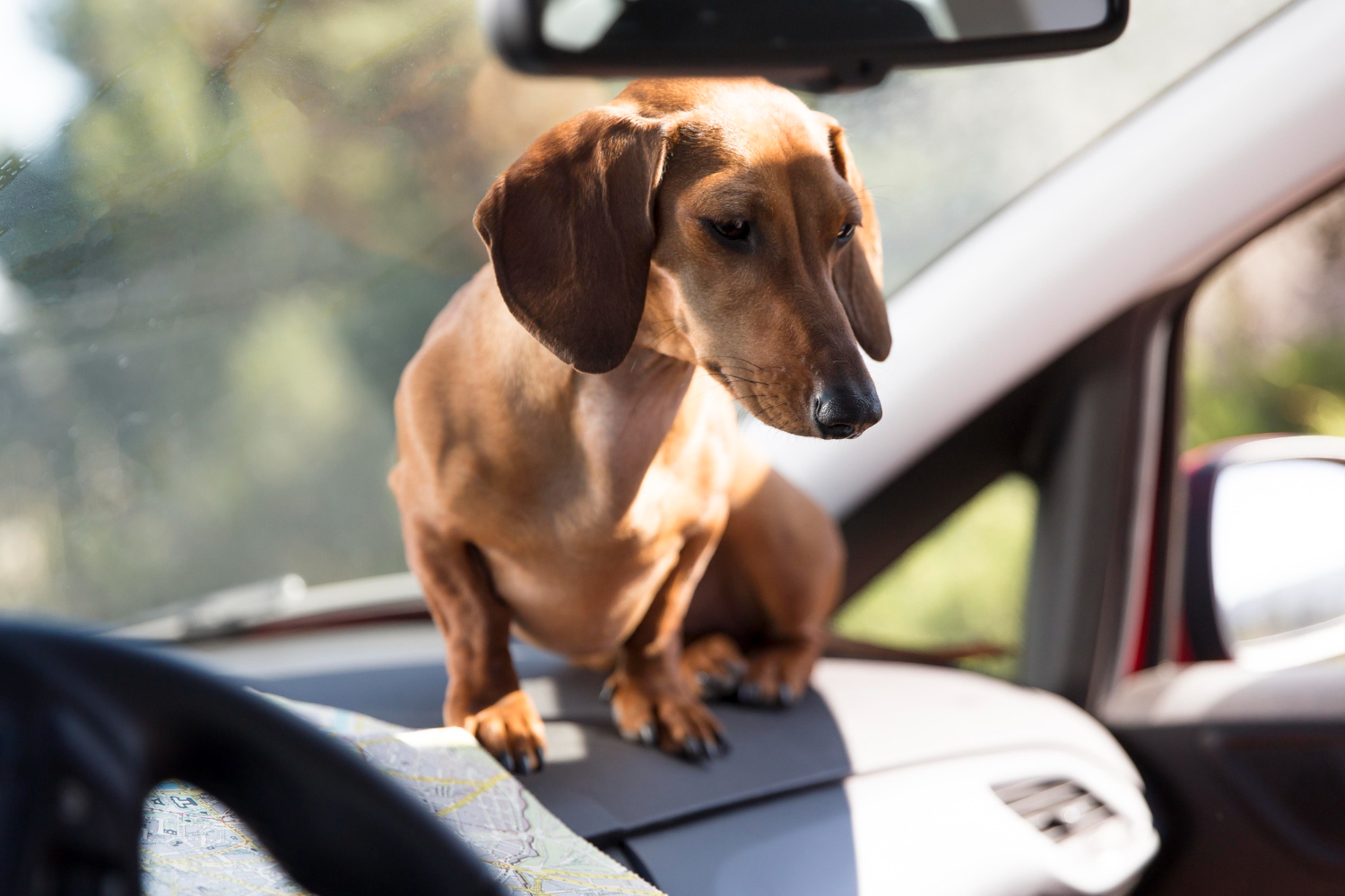 Leaving Dogs In Hot Cars Or Illegal Tethering