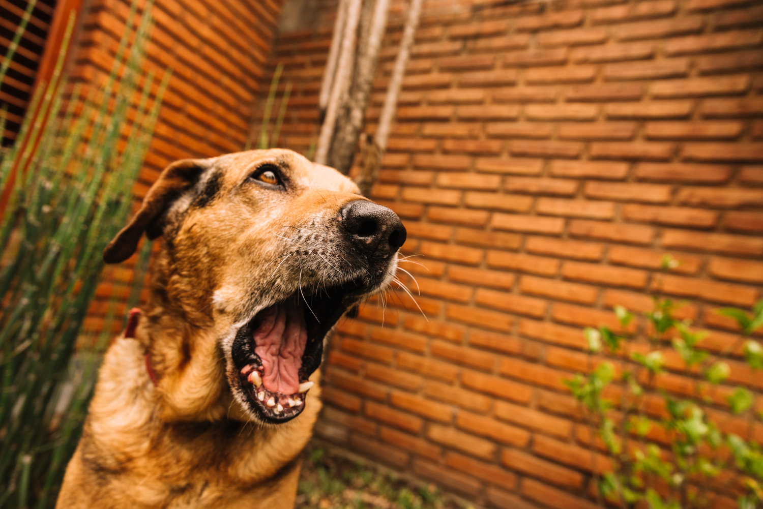 Allowing Chronic Barking Or Nuisance Acts