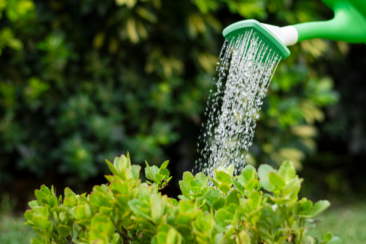 Watering During Restricted Hours or Drought Orders