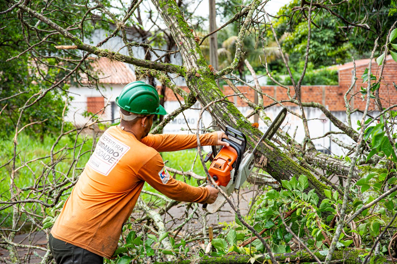 Cutting Down A Street-Facing Tree