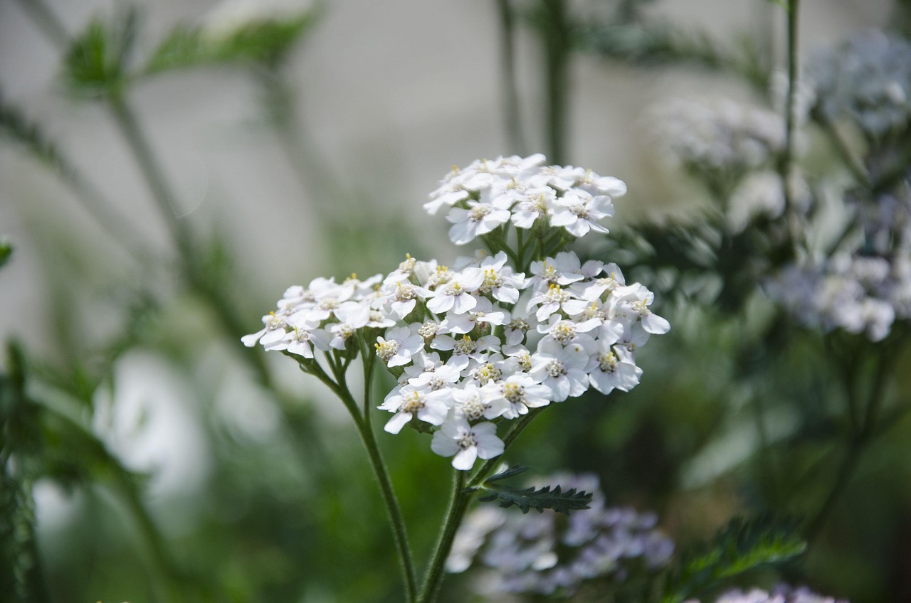 Yarrow Under The Pillow