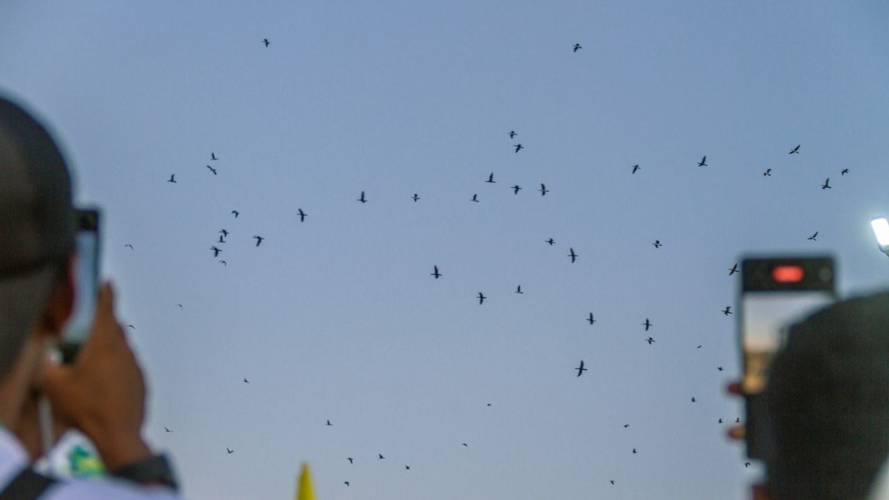 Tips to get good bird migration view