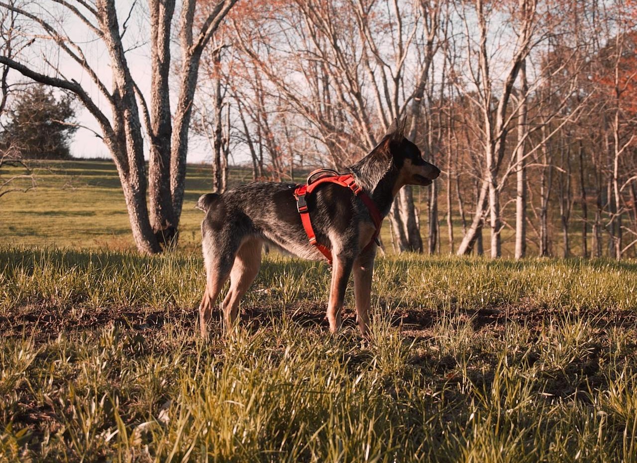 Dog Off Leash Or Skipping The Scoop