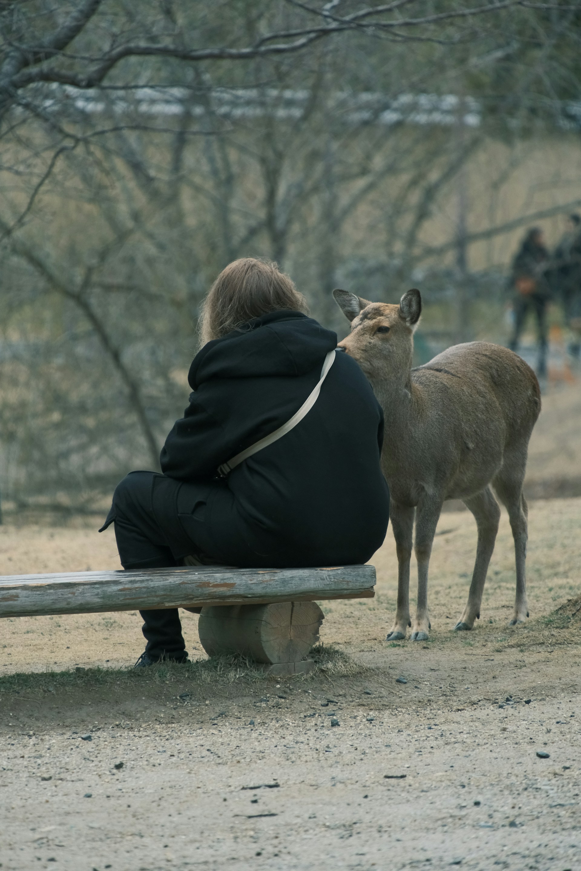 Deer in Public