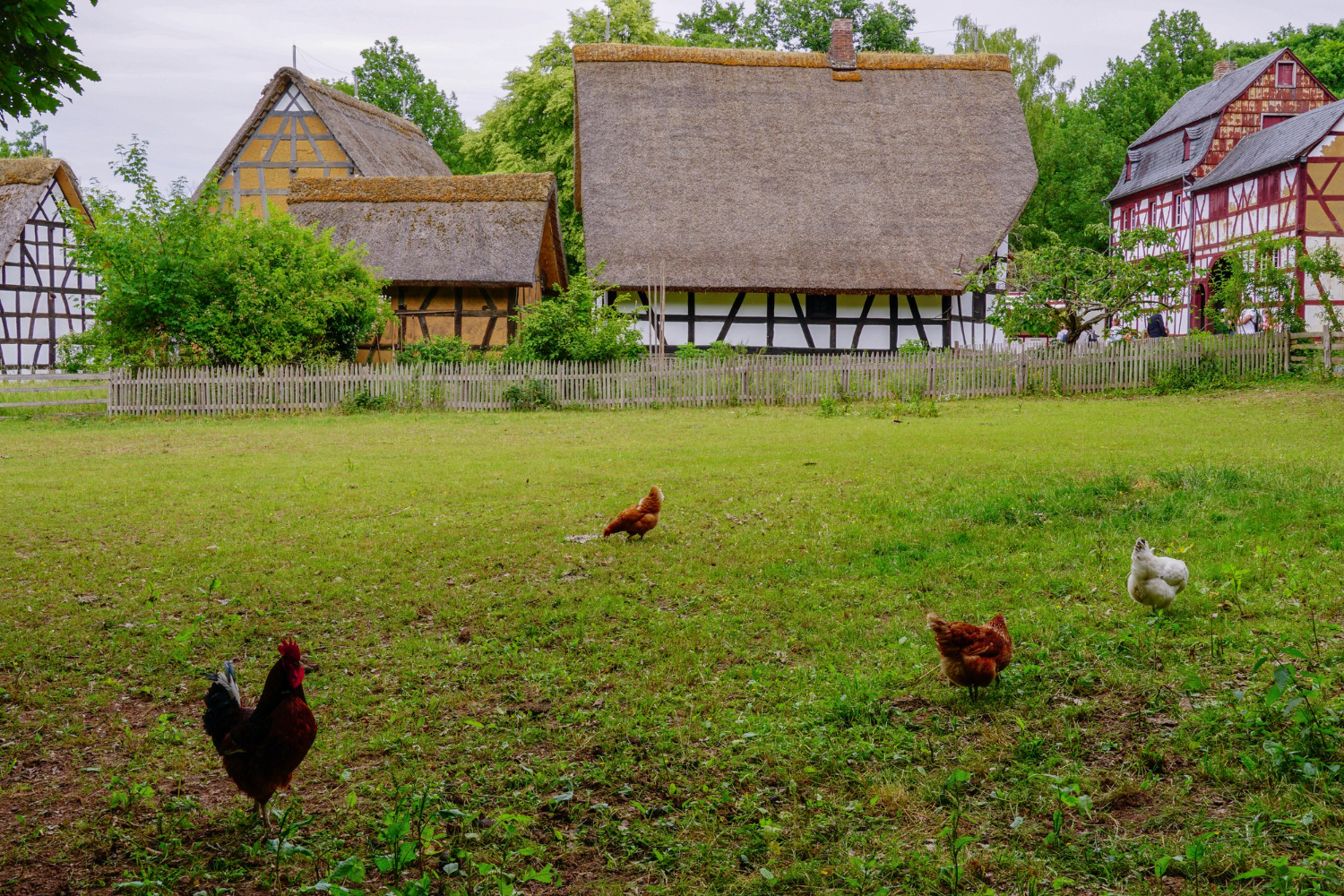 Keeping Chickens or Other Nonstandard Backyard Animals