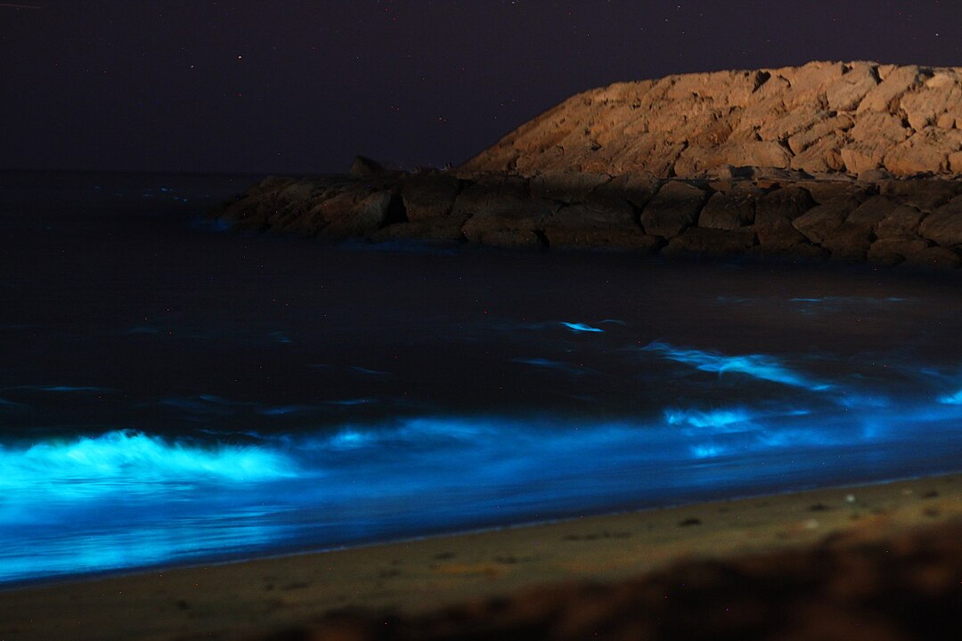 Bioluminescent Seas On Dark Coastal Nights