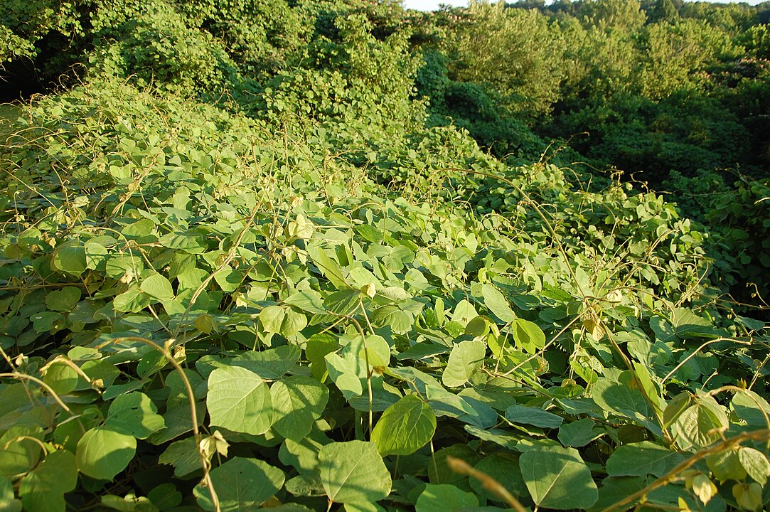 Kudzu Vine