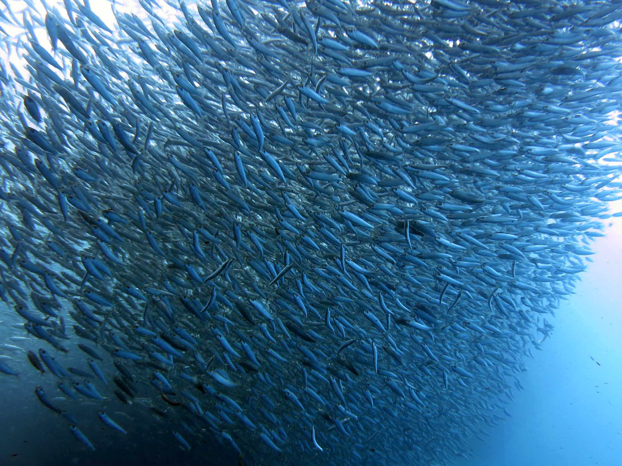 South Africa’s Sardine Run