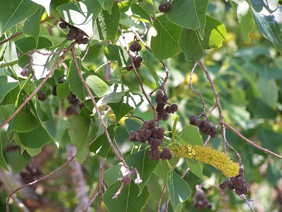 Chinese Tallow Tree