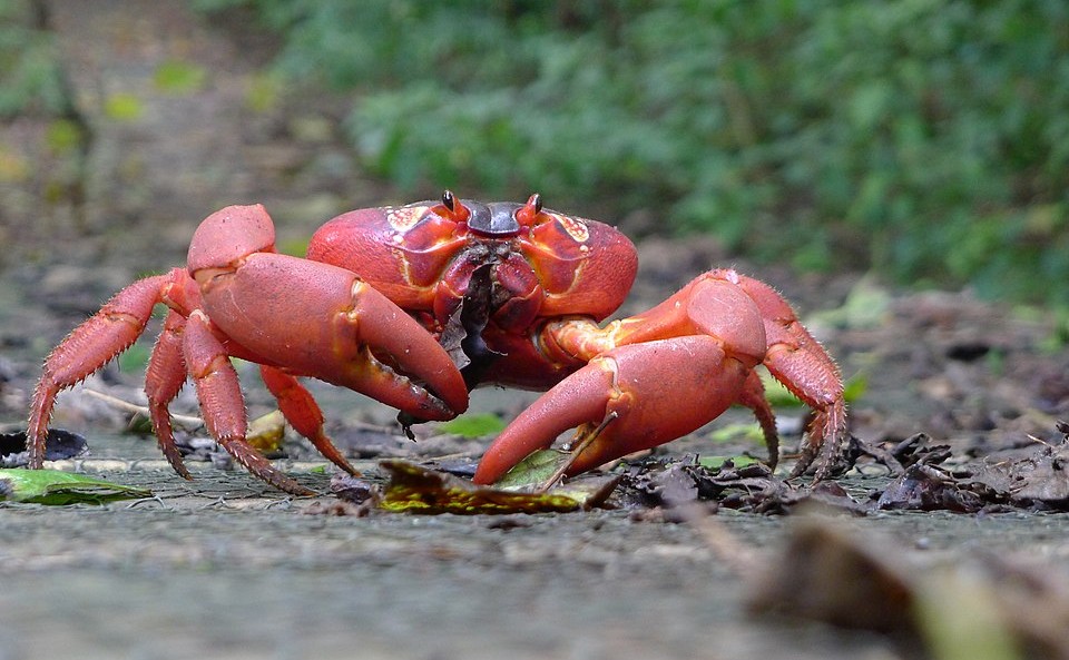 Christmas Island’s March Of The Red Crabs
