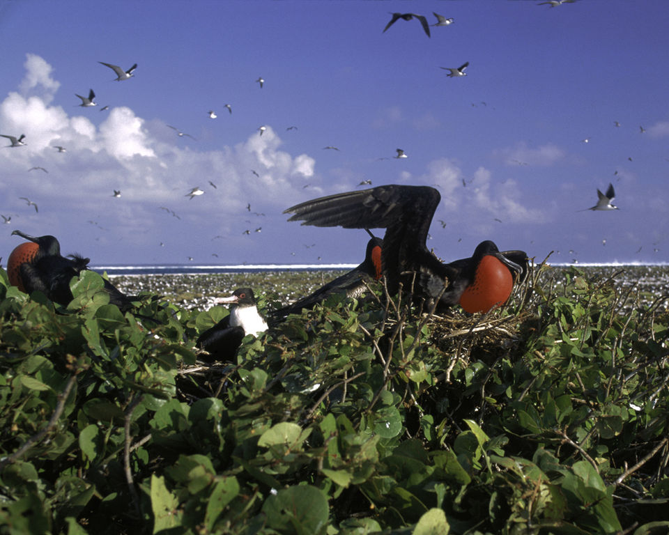 Johnston Atoll, Remote Pacific Testbed Turned Refuge