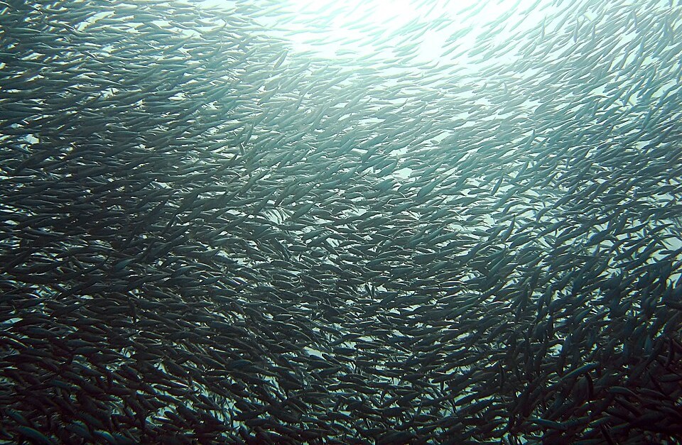 Sardine Run Along South Africa’s Wild Coast