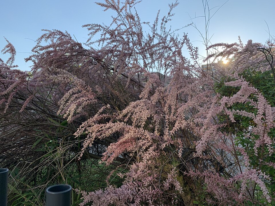Saltcedar Tamarisk