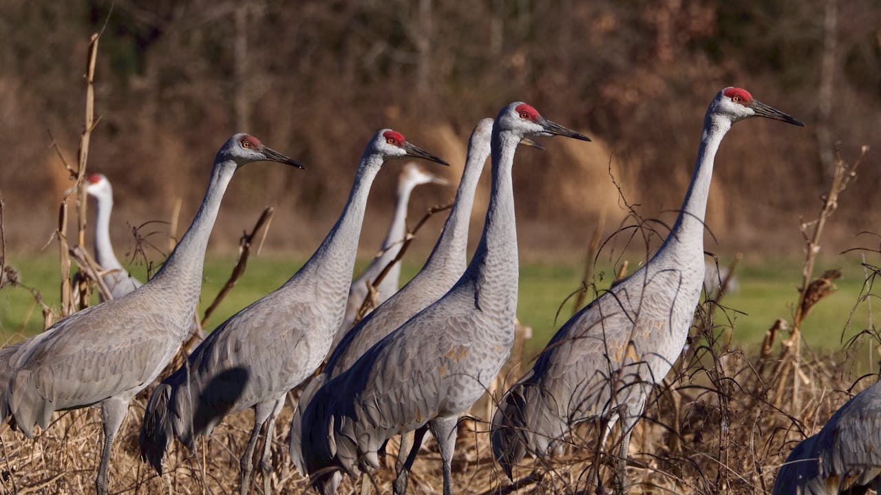 Sandhill Cranes On Nebraska’s Platte River