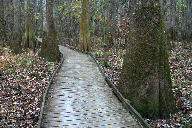 Congaree National Park, South Carolina