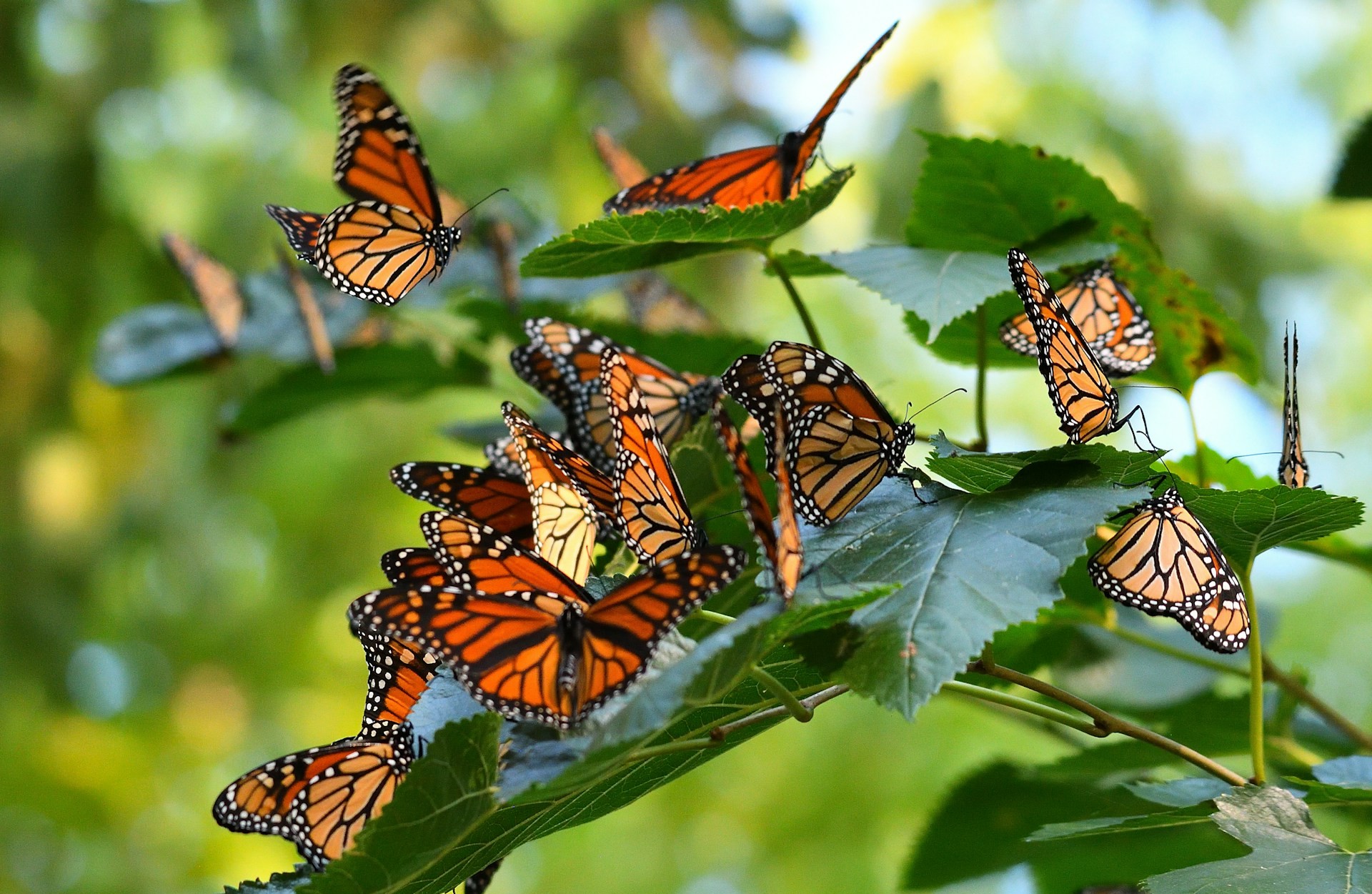 Monarch Butterflies In Mexico’s Oyamel Forests