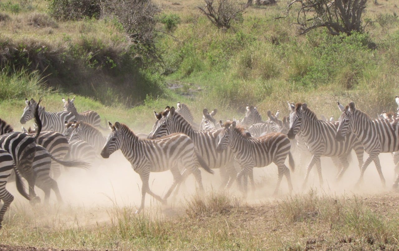 Botswana’s Okavango To Makgadikgadi Zebra Migration