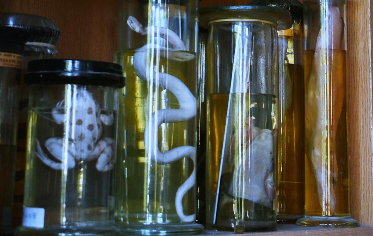 Preserved Shark In Cloudy Liquid