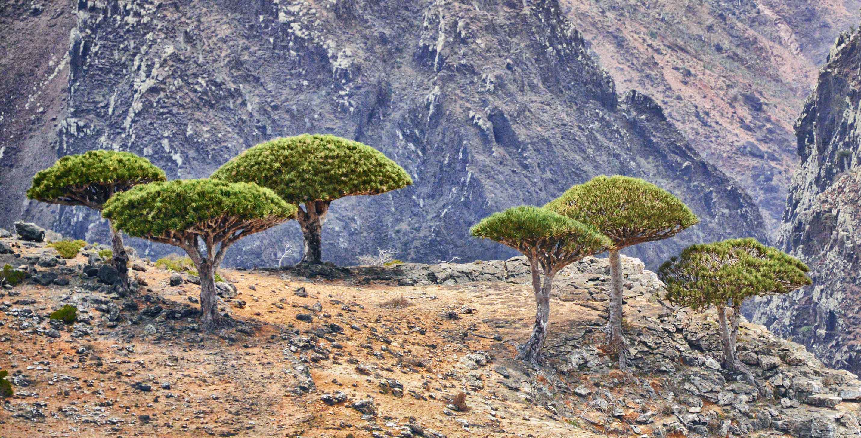 Socotra Dragon Blood Tree Highlands, Yemen