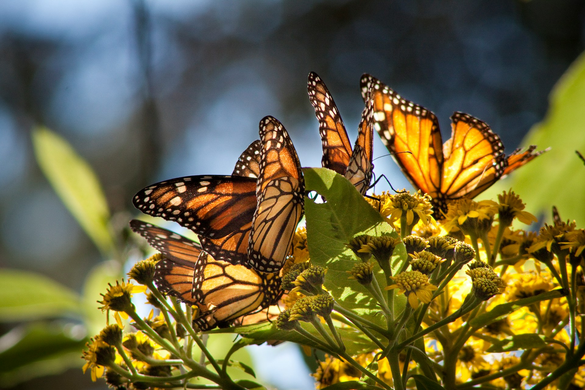 Monarch Butterflies In Mexico’s Oyamel Forests