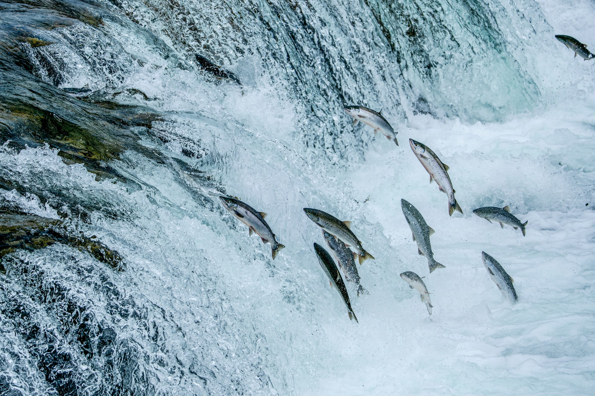 Pacific Salmon Runs In Northern Rivers