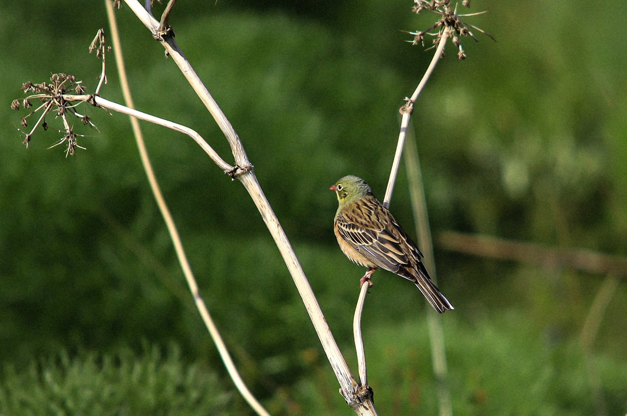 Ortolan Bunting: Tiny Bird With Outsize Moral Weight