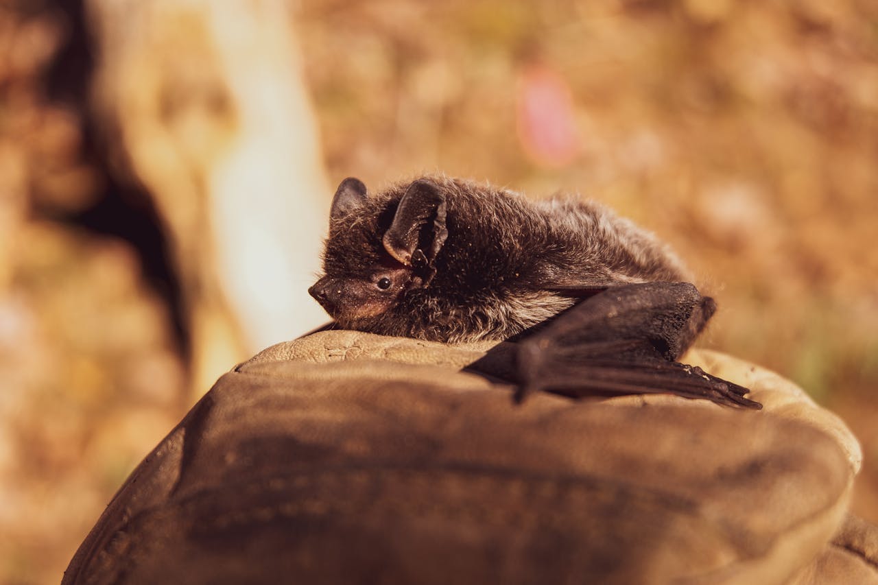 Bats Are Completely Blind