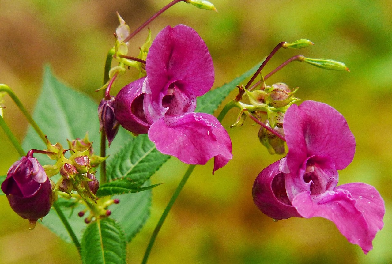 Himalayan Balsam