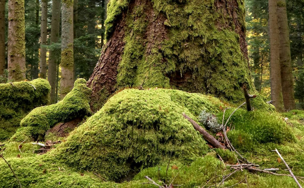 Using Moss As A Reliable Compass