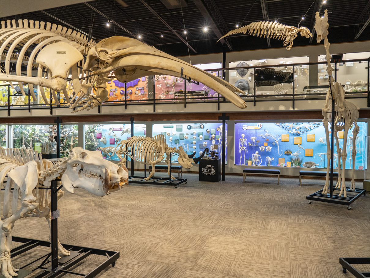 Museum_of_Osteology_Gallery