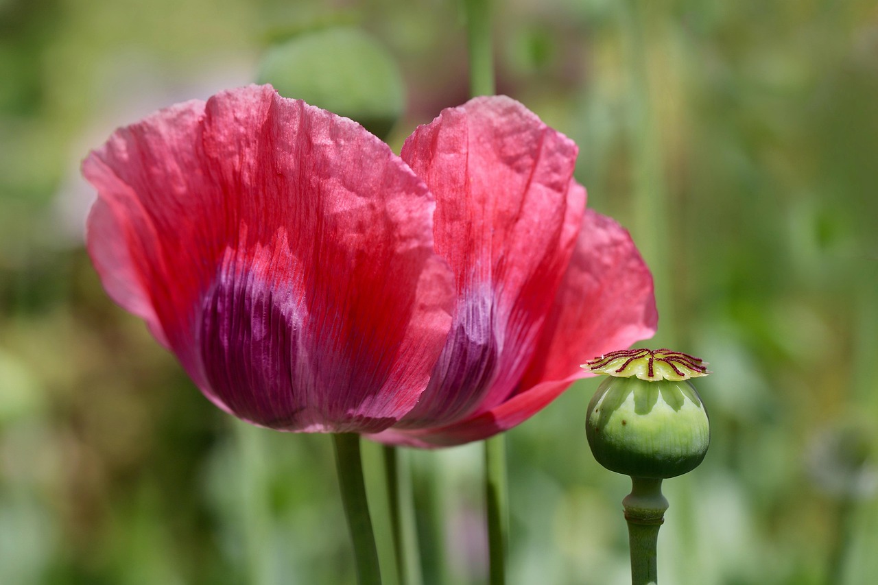 Opium Poppy