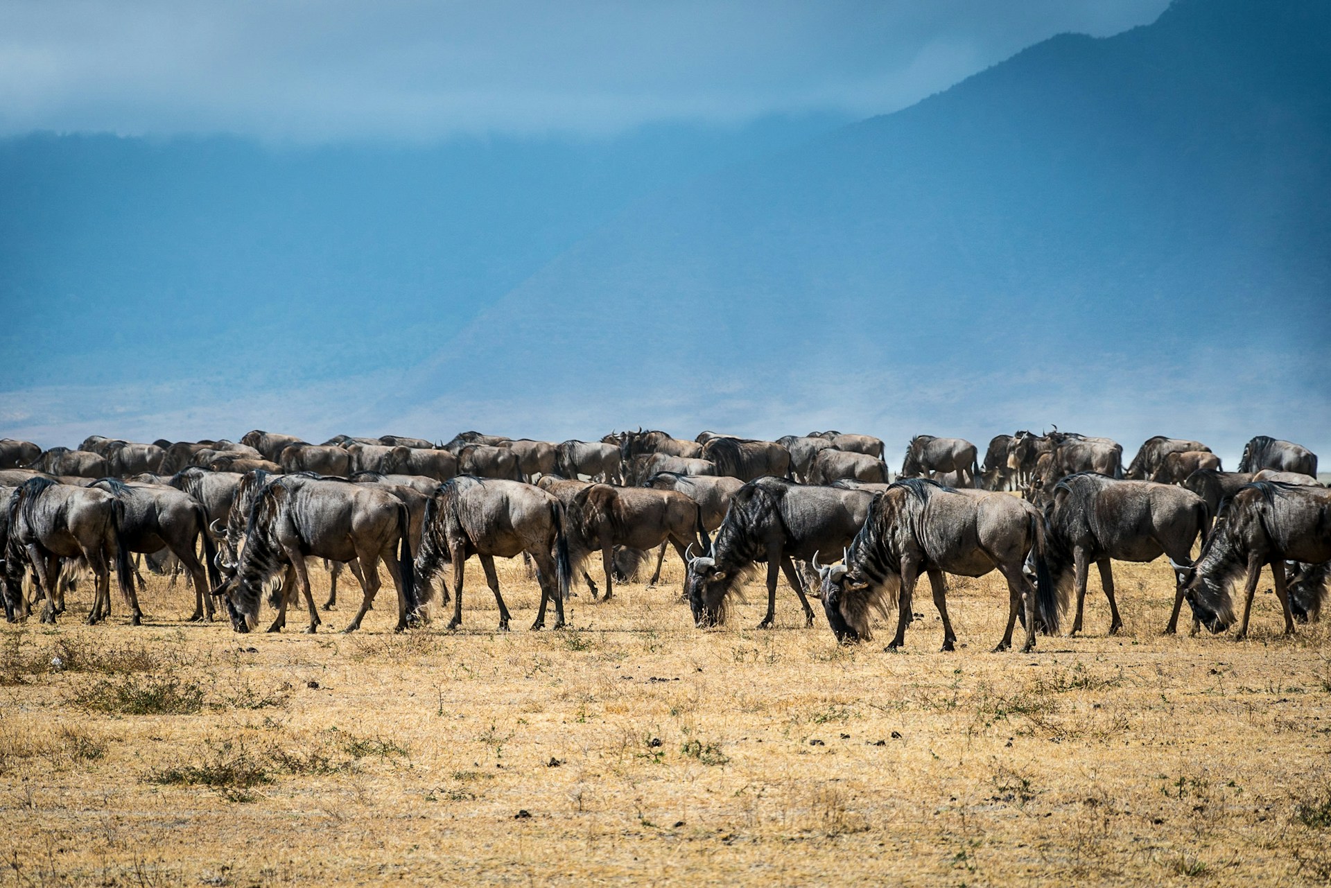 Great Wildebeest Migration, Serengeti And Maasai Mara