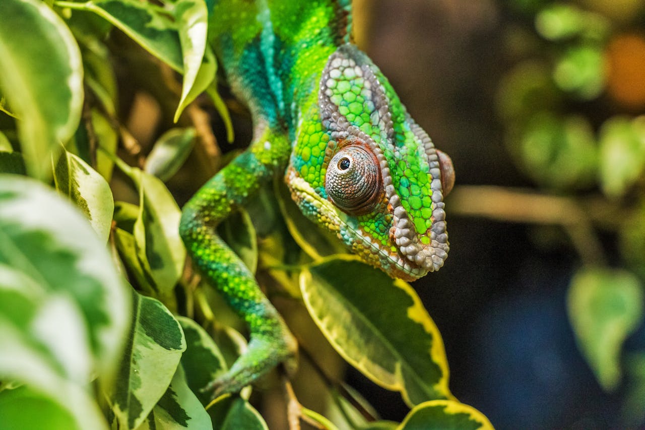 Chameleons Change Color Only To Match Backgrounds