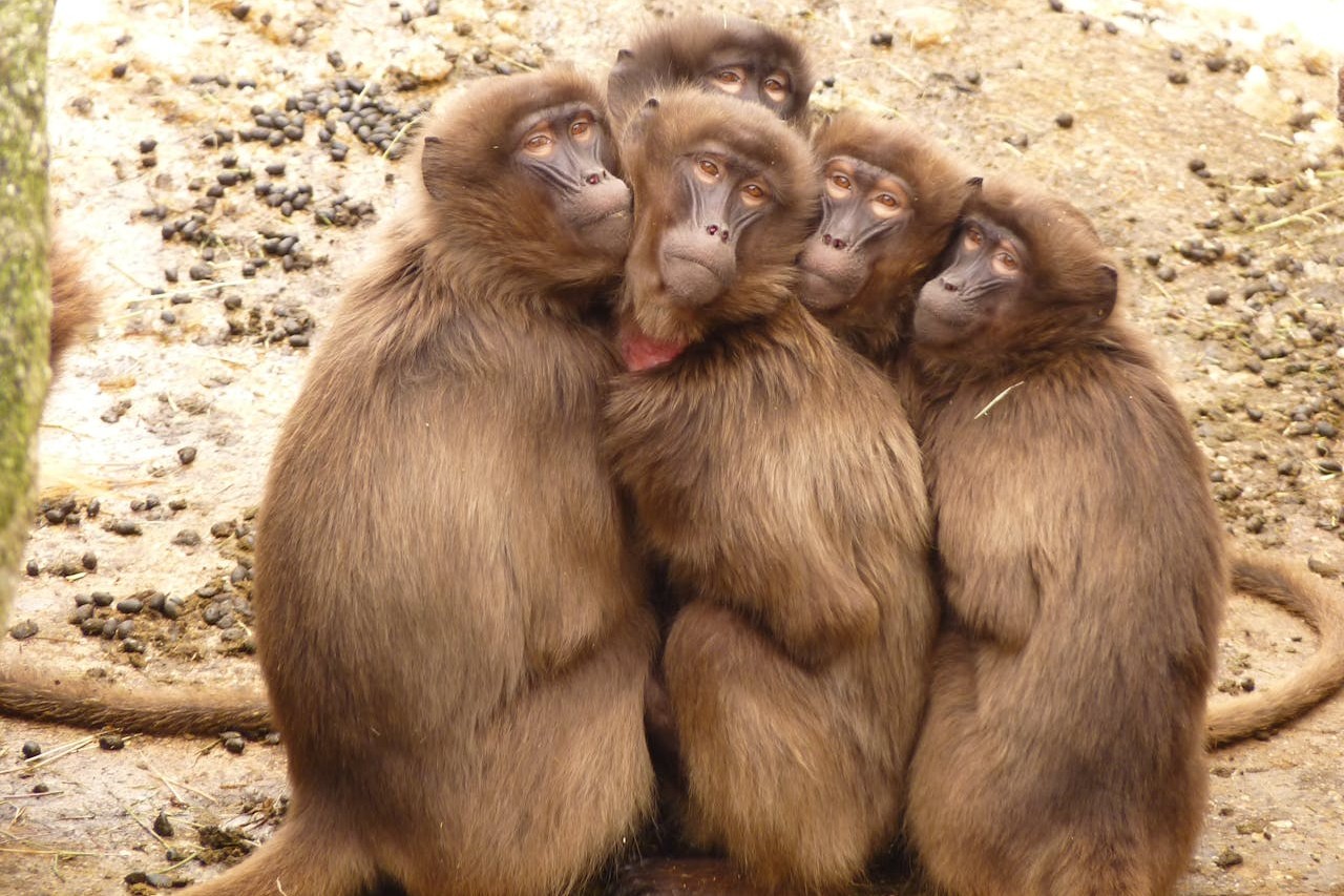 Humans Evolved From Monkeys In A Straight Line