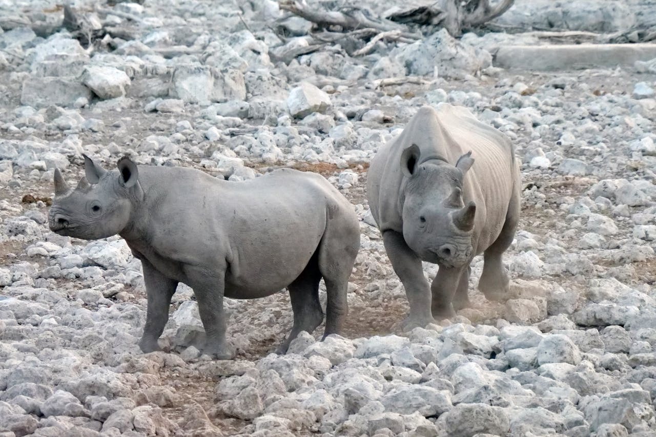 Animals Shifting Into Sudden Panic