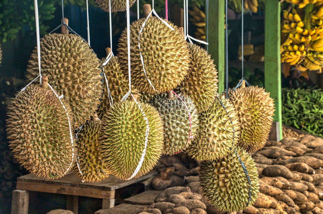 Durian, The King Of Fruits Turned Nuisance