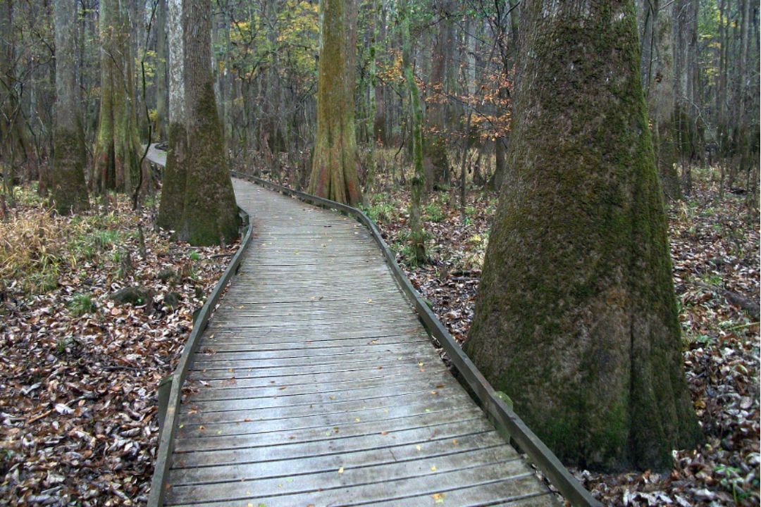 Congaree (South Carolina)