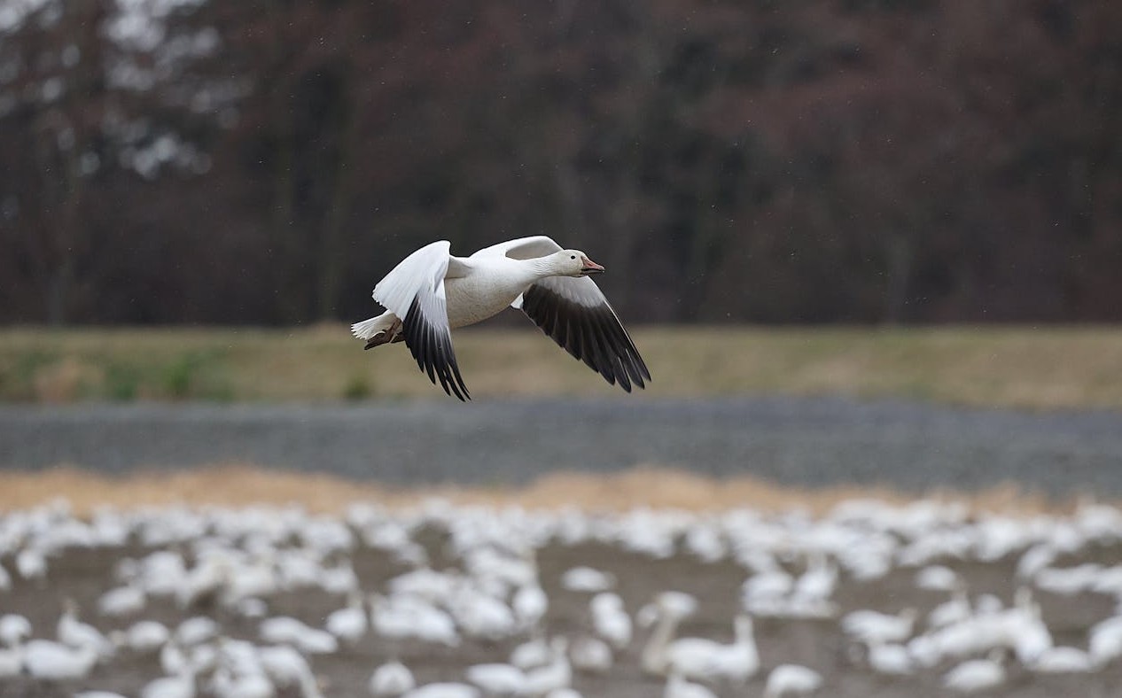 Snow Goose Waves Across North America