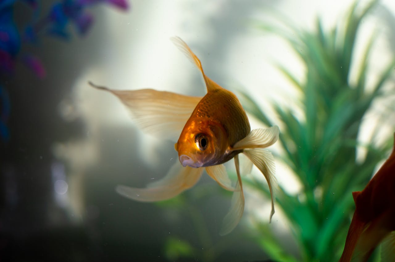 Goldfish Have Three-Second Memories