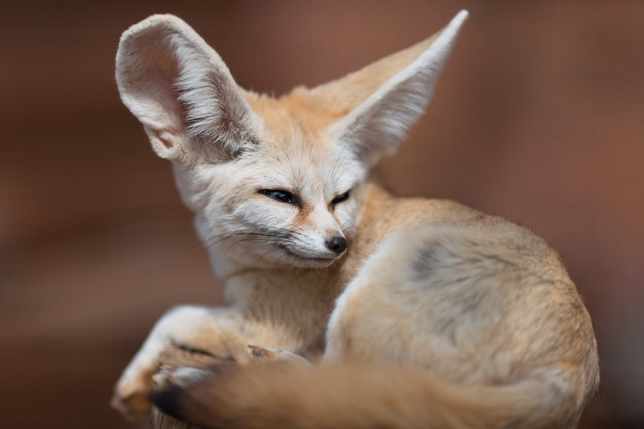 Fennec fox
