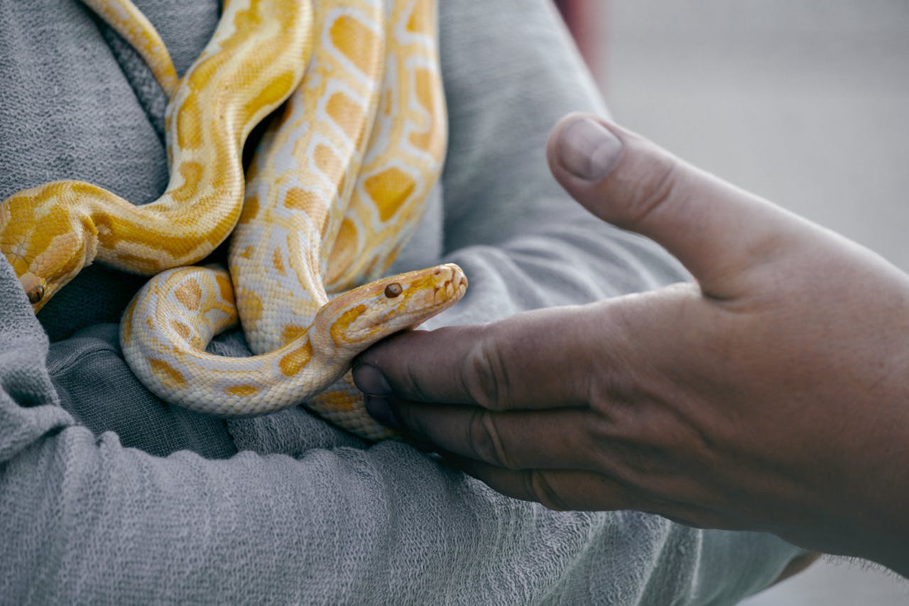 Burmese python