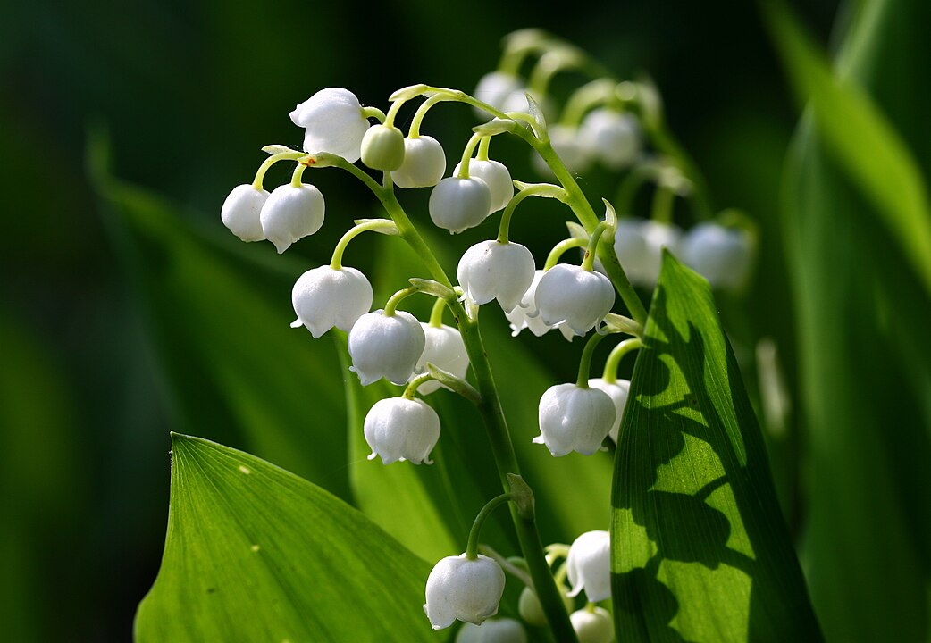 Paris, France (Lily Of The Valley)