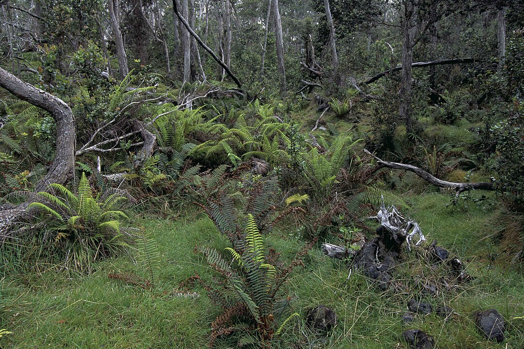 Hakalau Forest National Wildlife Refuge, Hawaiʻi